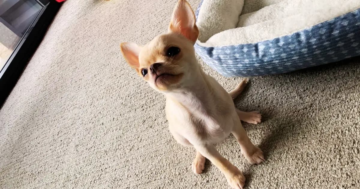 Are Chihuahuas Good for First-Time Dog Owners? The Honest Answer