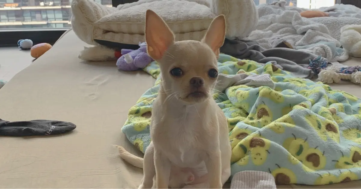 Ernie the Chihuahua at a healthy weight, sitting on a cozy bed with toys